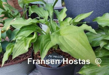 Hosta Miracle Lemony