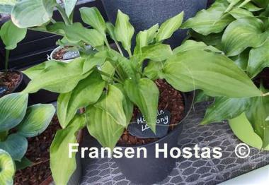 Hosta Miracle Lemony