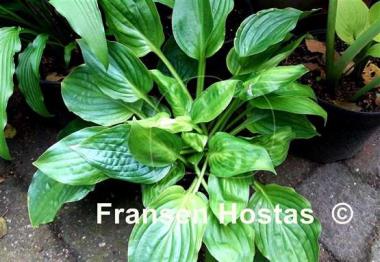Hosta Mirage