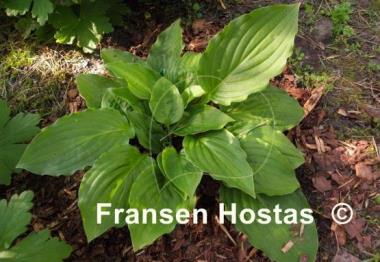 Hosta Mirage