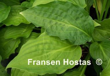 Hosta Mirage
