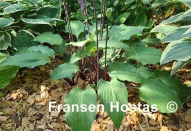 Hosta Miss Linda Smith