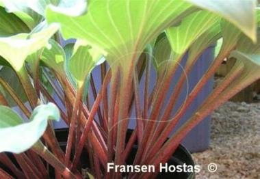 Hosta Miss Linda Smith