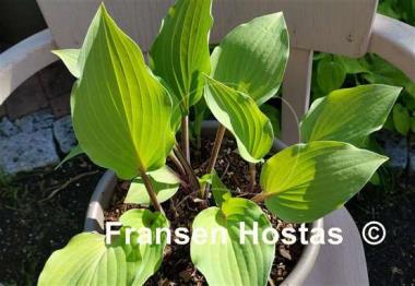 Hosta Miss Linda Smith