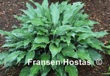 Hosta Miss Linda Smith