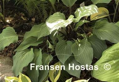 Hosta Miss Linda Smith