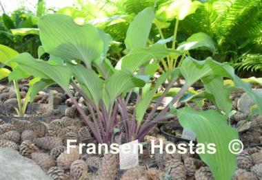 Hosta Miss Linda Smith