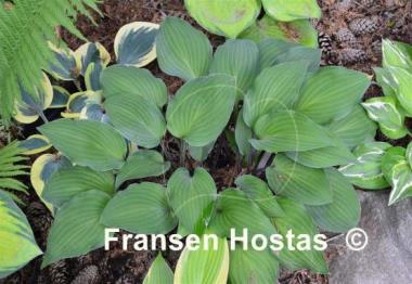 Hosta Miss Linda Smith