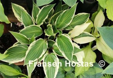 Hosta Miss Lya
