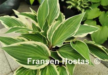 Hosta Miss Lya