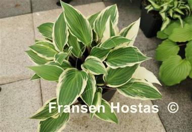 Hosta Miss Lya
