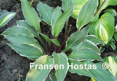 Hosta Miss Lya