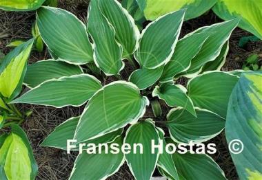 Hosta Miss Lya