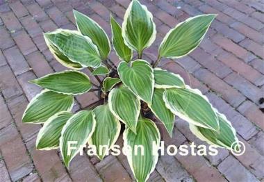 Hosta Miss Lya