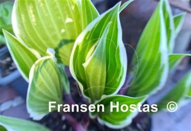 Hosta Miss Lya