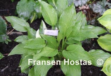 Hosta Miss Missey