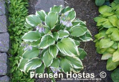Hosta Miss Mitzi