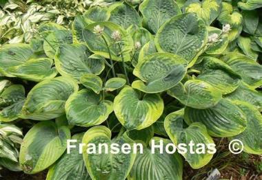 Hosta Miss Mykah