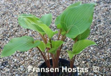 Hosta Miss Ruby