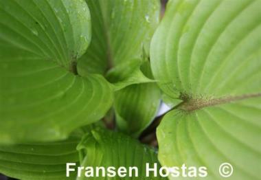 Hosta Miss Ruby