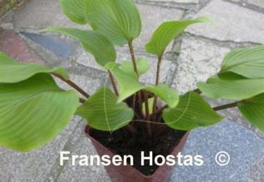 Hosta Miss Ruby