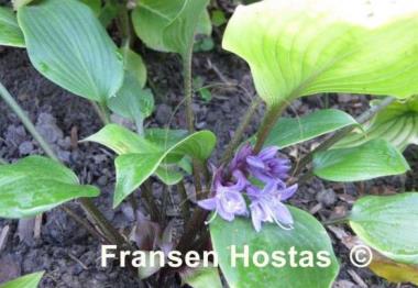 Hosta Miss Ruby