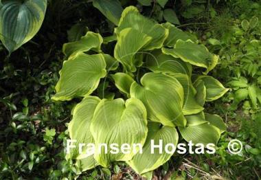 Hosta Miss Saigon