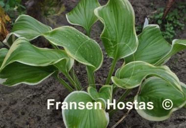 Hosta Miss Saigon