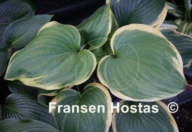 Hosta Miss Saigon
