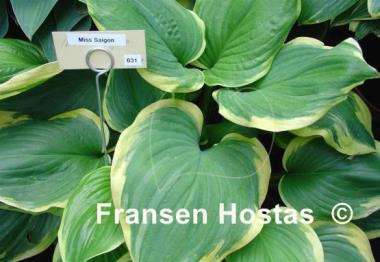Hosta Miss Saigon