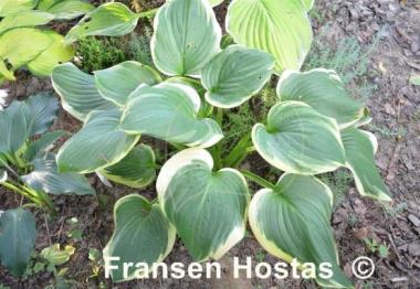 Hosta Miss Saigon