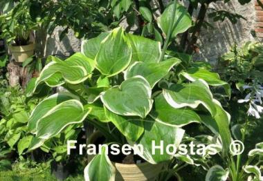 Hosta Miss Saigon