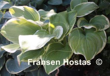 Hosta Miss Saigon
