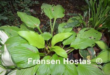 Hosta Miss Susie
