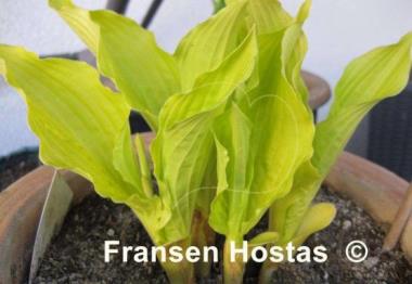 Hosta Miss Susie