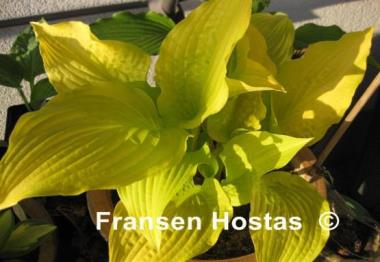 Hosta Miss Susie