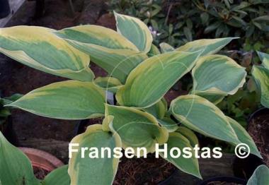 Hosta Miss Tokyo