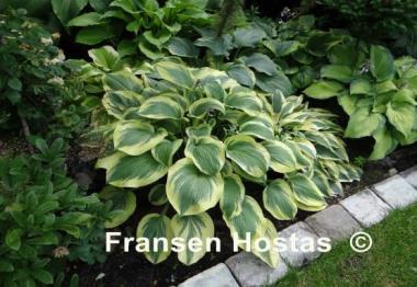 Hosta Miss Tokyo
