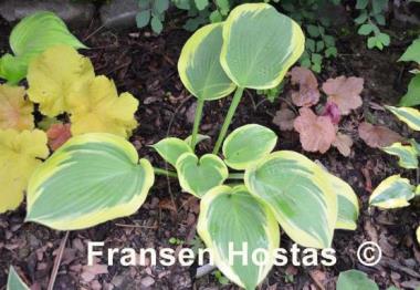 Hosta Miss Tokyo