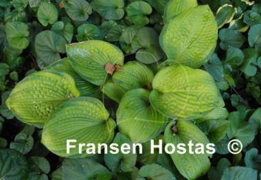 Hosta Mister Watson