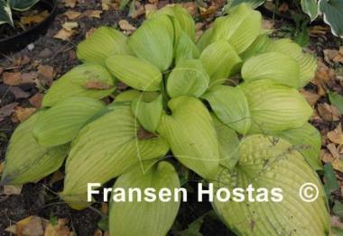 Hosta Mister Watson