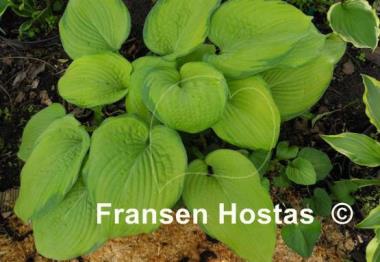Hosta Mister Watson