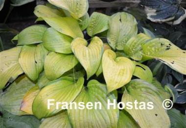 Hosta Mister Watson