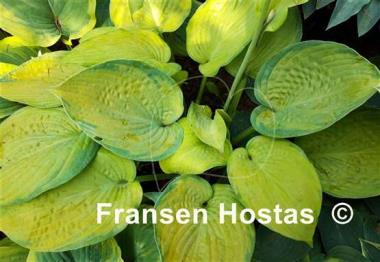 Hosta Mister Watson