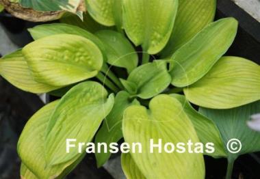 Hosta Mister Watson