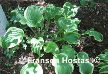 Hosta Mistress Mabel