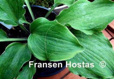 Hosta Misty Marilyn