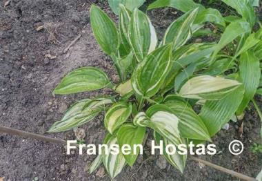 Hosta Misweave