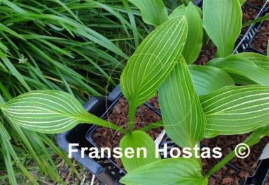 Hosta Mito-no-hana