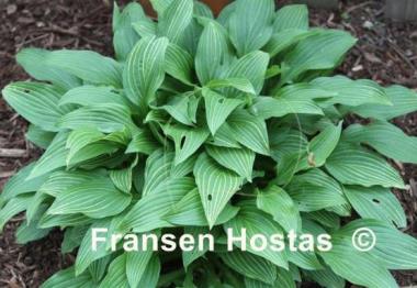 Hosta Mito-no-hana